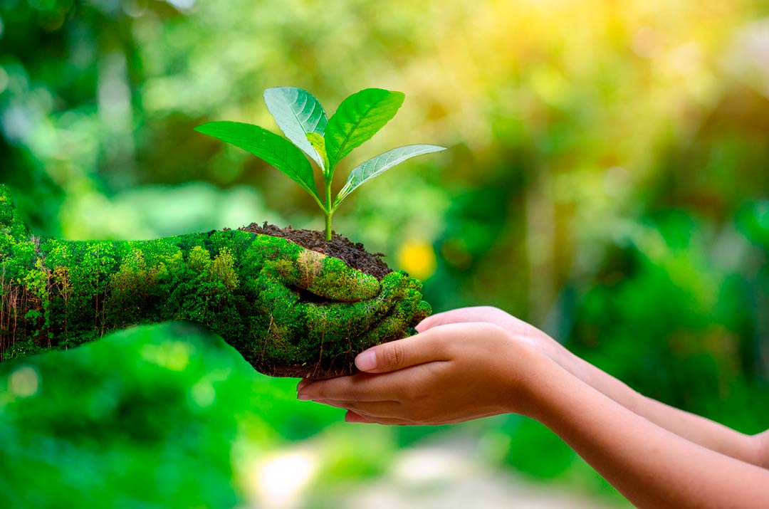 environment Earth Day In the hands of trees growing seedlings. B